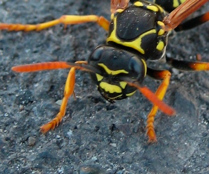 Polistes nimpha